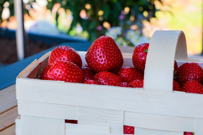 Rozmnażanie i pielęgnacja truskawek