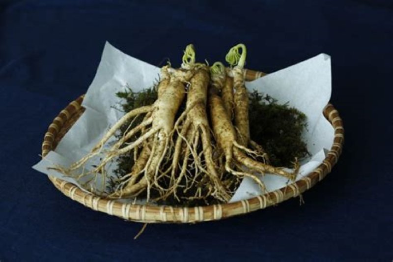 Żeń szeń legendarny afrodyzjak